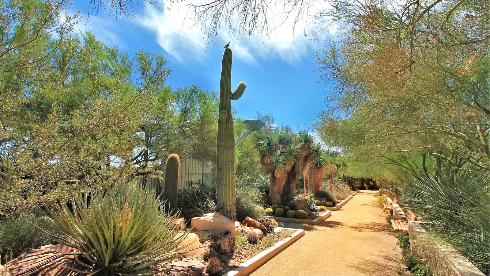 Gravel path through a desert garden with cactus and shade trees