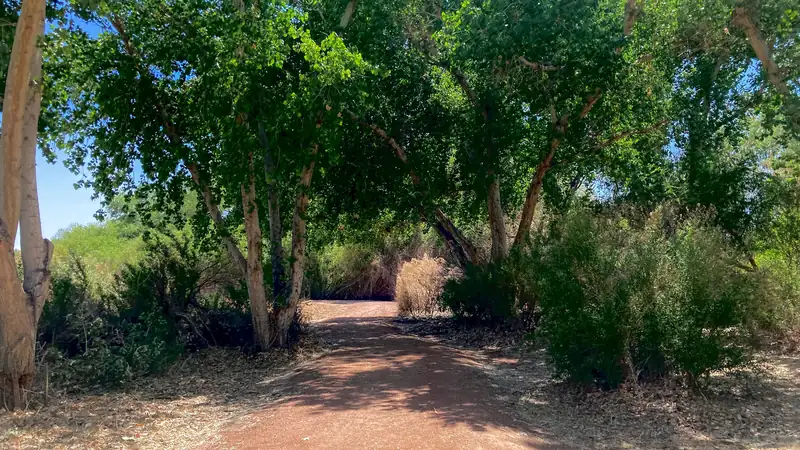 Dirt path shaded by trees on a trail in the Clark County Wetlands Park